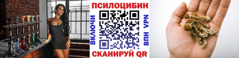 закладка  Новосибирск  Псилоцибиновые грибы Cubensis 